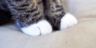 Paws of a cat.
