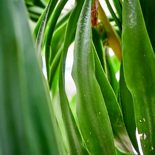 Yucca leaves.