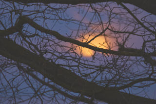 The moon in the morning behind some shrubbery.