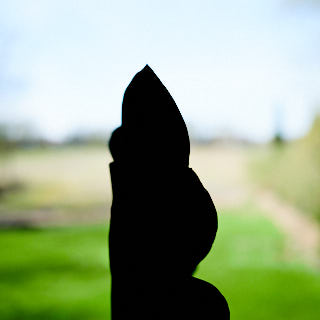 A plant in front of a window.