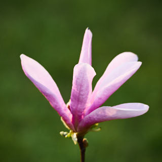 The blossum of a magnolia.