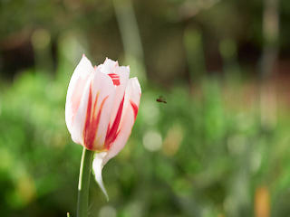 A tulip with an insect hovering above it.