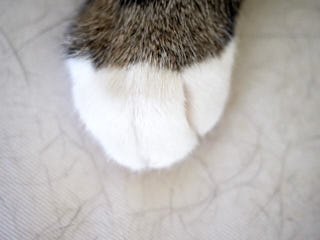 A cat’s paw.