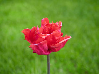 A pink tulip.