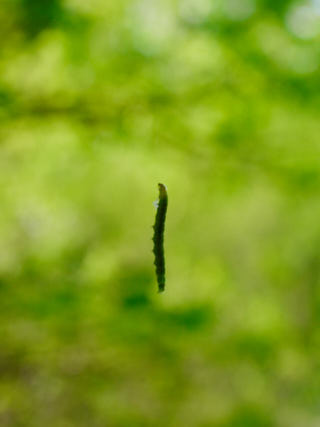 A caterpillar.