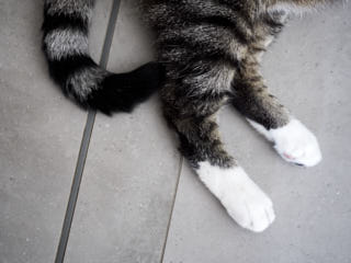 Cats feet.