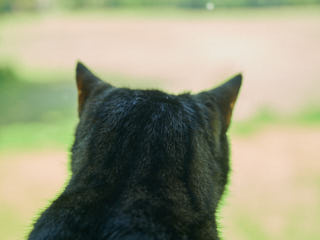 A cat from the back.