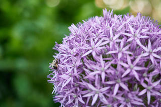 A bee on a blossom.