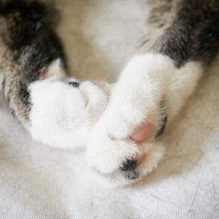 Paws of a cat.